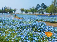 -上海辰山植物园