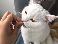 -喵的天空名猫咖啡馆·撸猫·猫舍·用品