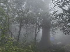 -天目山大树王景区