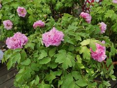 -广西壮族自治区药用植物园