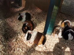 -萌宠亲子动物乐园(槐房万达店)