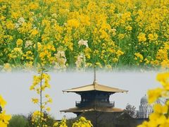 -广富林郊野公园