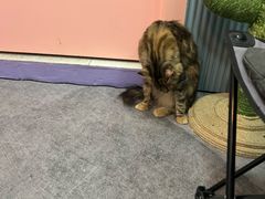 -1013 PET SHOP 宠物商店(近铁城市广场店)