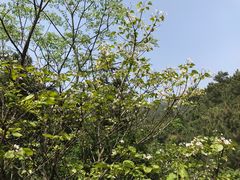 -木兰云雾山