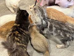 -楼上猫咖(罗湖店)