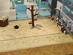 -怪兽屋·羊驼·猫咖·狗咖(俊华广场店)