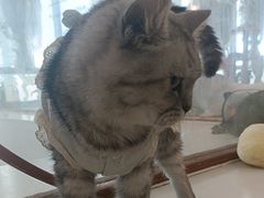 -共舞时光猫咖·狗咖(新街口店)
