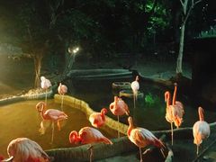 -清迈夜间动物园