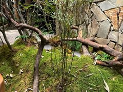 -森SPA·泰式按摩·精油Massage(宝安中心店)