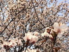 -武汉大学-樱园