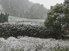 -树山生态村