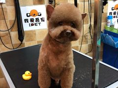-我爱吾宠宠物美容院(朝阳路店)