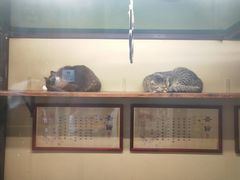 -猫咪博物馆(顶澳仔猫街店)