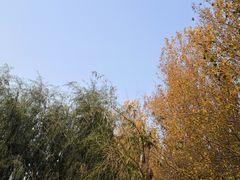 -丁香湖公园
