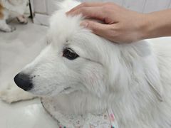 -汪说·狗咖·拼豆·宠物周边DIY(旺城大厦店)