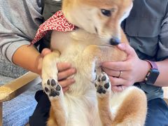 -南京Hallo宠物乐园·哈罗犬舍·柴犬繁育基地