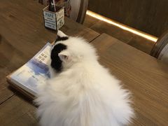 -共舞时光猫咖·狗咖(新街口店)