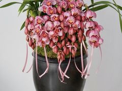 -F.Story 花和故事(新天地店)