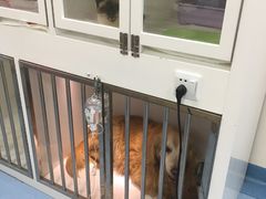 -瑞派·关忠动物医院·异宠专科·犬猫肿瘤·皮肤专科(望京店)