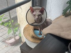 -琪喵猫屋·撸猫猫咖·猫舍