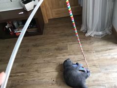 -宠颐生宠物医院·心肾内科·猫专科诊疗中心宠巢店