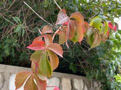 -北京西山国家森林公园