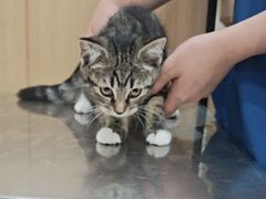 -米苏动物医院·犬猫专科·骨科外科内窥镜