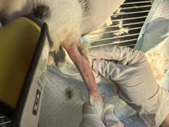 -爱派特动物医院·全科诊疗中心