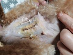 -爱侣·安琦尔宠物医院·中兽医针灸·心内科·狂犬免疫点(宝山区院)
