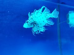 -秦皇岛新澳海底世界