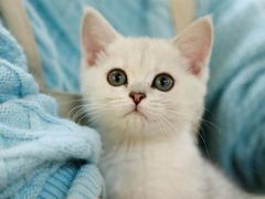 -lincat·猫舍(广州店)