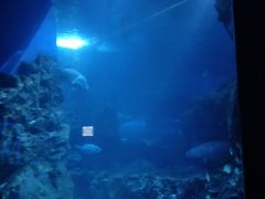 -暹罗海洋世界