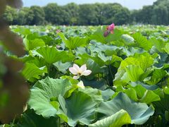 -荷塘月色湿地公园·向阳花洲
