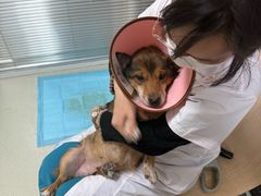 -美美宠物诊疗中心·异宠·骨科(滨江东信分院)