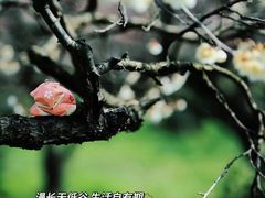-梅花山(明孝陵内)