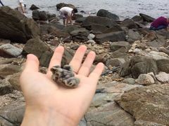 -大梅沙海滨公园