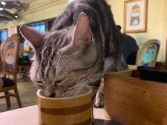 -more than meow吴止猫主题餐厅(承德 中船汇店)