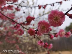 -杭州植物园