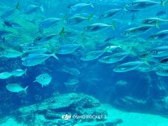 -西海国立公园九十九岛水族馆