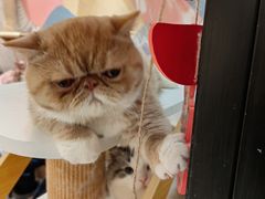 -滚猫咖啡·猫咖·猫友好撸猫(未来城店)