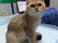 -半岛宠物医院24小时(科华中路店)