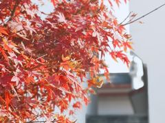 -八大山人梅湖景区
