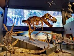 -贝林大翅鲸简餐厅(国家海洋博物馆店)