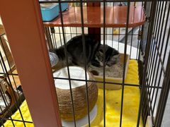 -1013 PET SHOP精品宠物商店(丁香店)