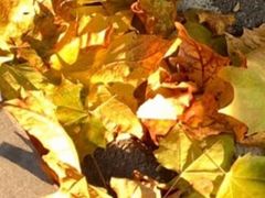 -东莞植物园