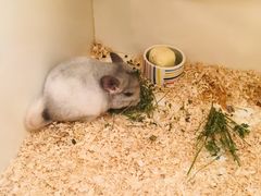 -龙猫仔乐园(惠福东路店)