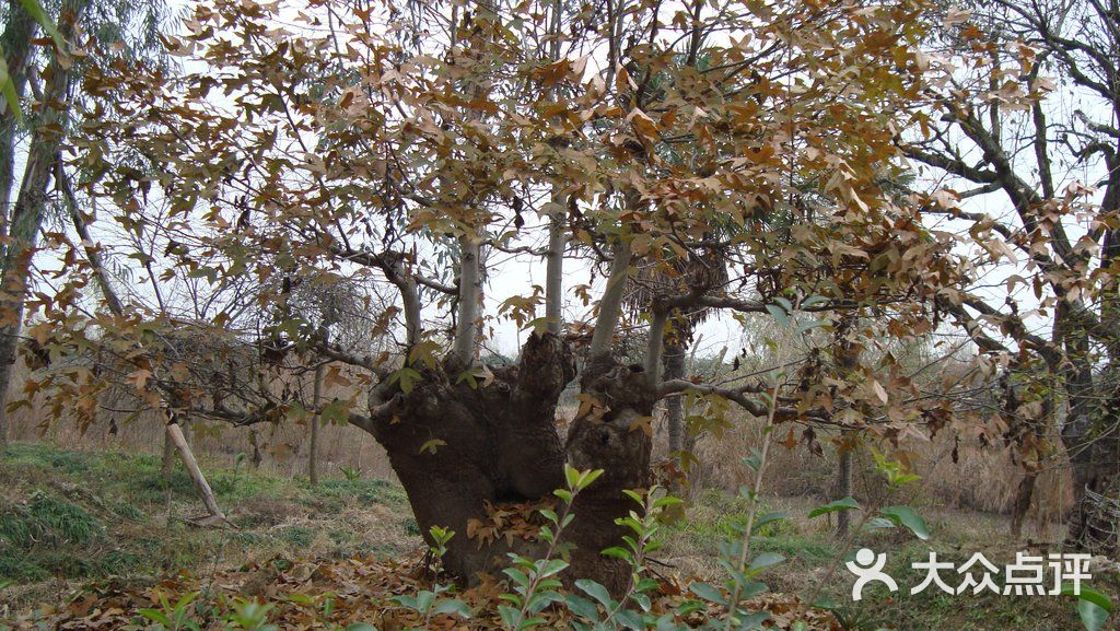 陕南珍稀植物园dsc02914图片-北京植物园-大众点评网