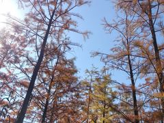 -昆山城市生态森林公园