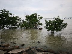 -宝安西湾红树林湿地公园