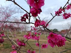-天适樱花悠乐园